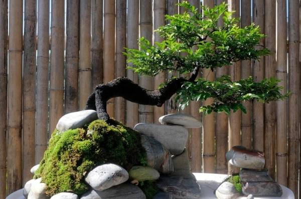 tung-den