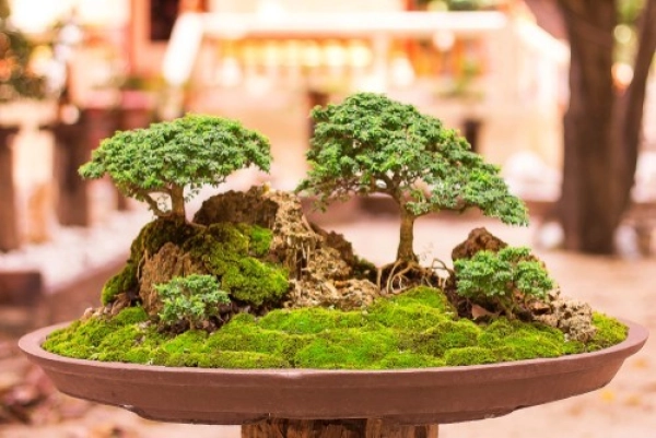 chau-bonsai-lon-2