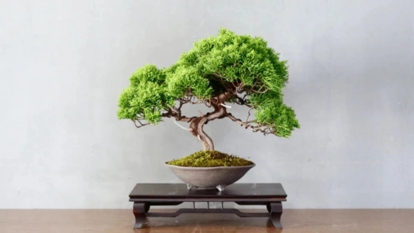 chau-bonsai-lon-4