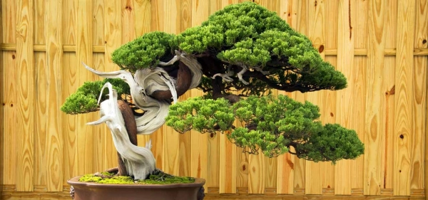 chau-bonsai-lon-5