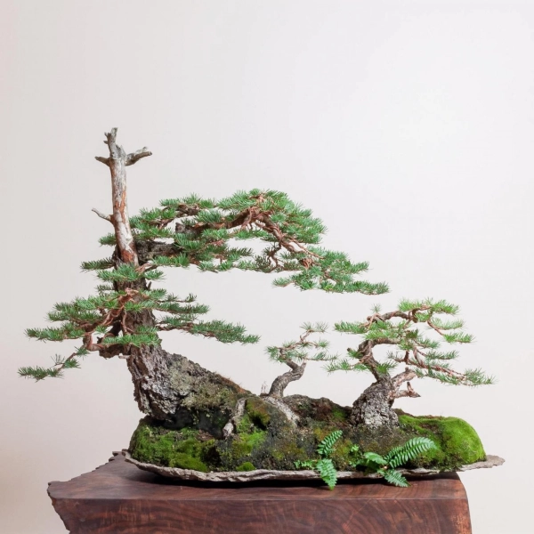 chau-bonsai-lon-7