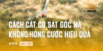 cach-cat-co-sat-goc-ma-khong-hong-cuoc