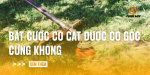 bat-cuoc-co-cat-duoc-co-goc-cung-khong
