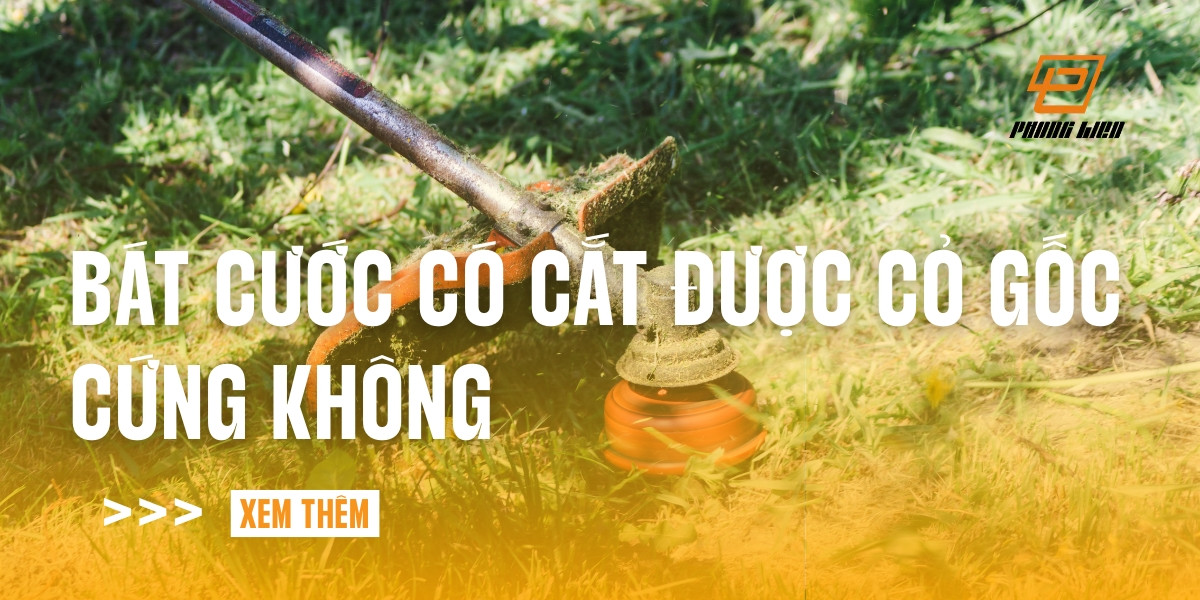 bat-cuoc-co-cat-duoc-co-goc-cung-khong