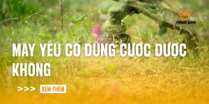 may-yeu-co-dung-cuoc-duoc-khong