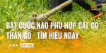 bat-cuoc-nao-phu-hop-cat-co-than-go