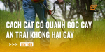 cach-cat-co-quanh-goc-cay-an-trai