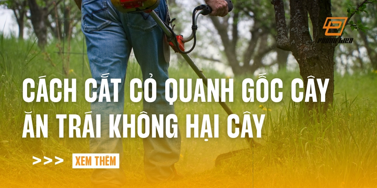 cach-cat-co-quanh-goc-cay-an-trai