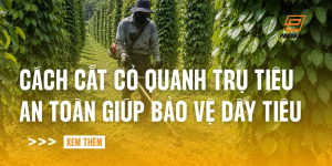 cach-cat-co-quanh-tru-tieu-an-toan