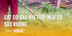 cat-co-sau-mua-co-sao-khong