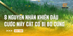 dau-cuoc-may-cat-co-bi-bo-cung