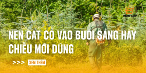 nen-cat-co-vao-buoi-sang-hay-chieu-moi-dung