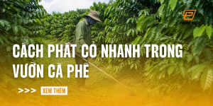 cach-phat-co-nhanh-trong-vuon-ca-phe