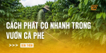 cach-phat-co-nhanh-trong-vuon-ca-phe