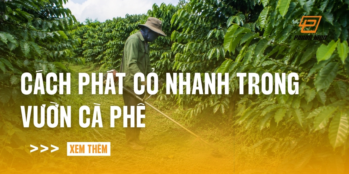 cach-phat-co-nhanh-trong-vuon-ca-phe