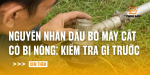 nguyen-nhan-dau-bo-may-cat-co-bi-nong