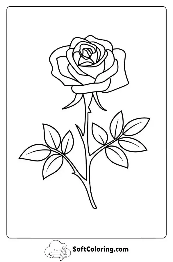 A Single Rose In Full Bloom