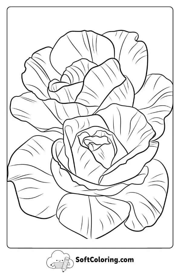 Close-Up Of Rose Petals With Natural Texture