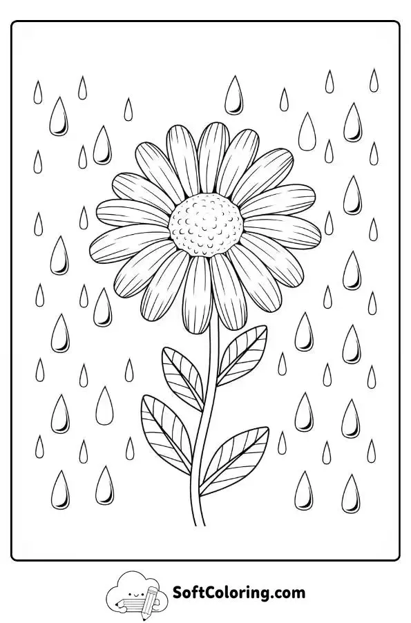 Daisy Flower With Raindrops Coloring Page