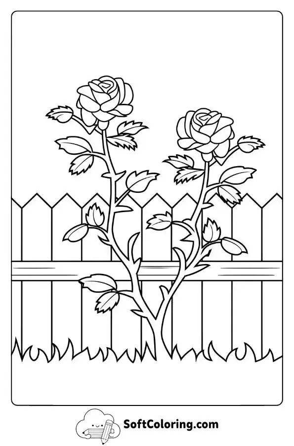 Enchanting Rose Bush By A Garden Fence