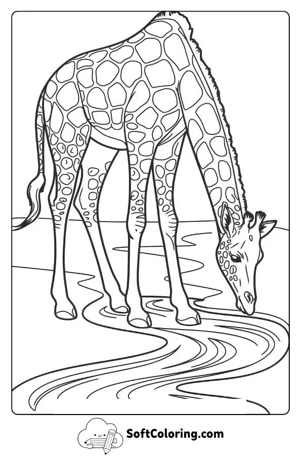 Giraffe Drinking Water From a Stream