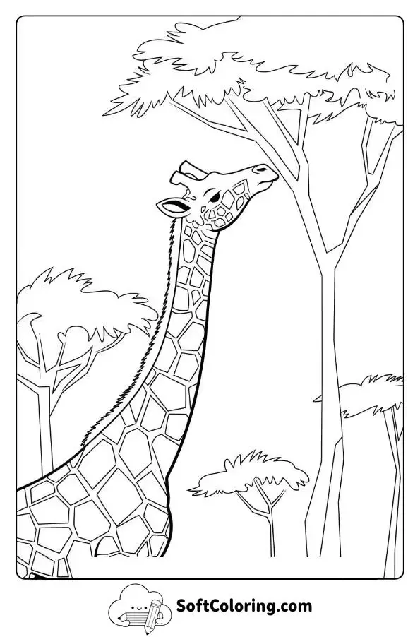 Giraffe Eating Leaves From A Tall Tree