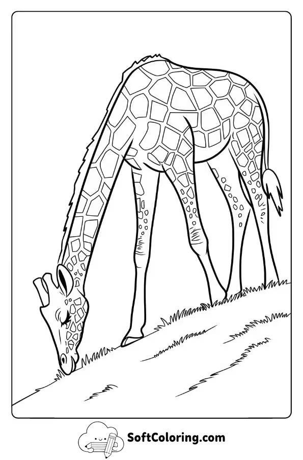 Giraffe Grazing on a Hilltop