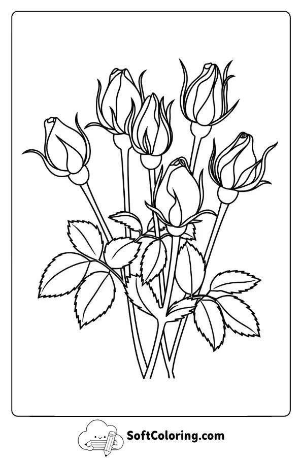 Rosebuds Ready to Blossom