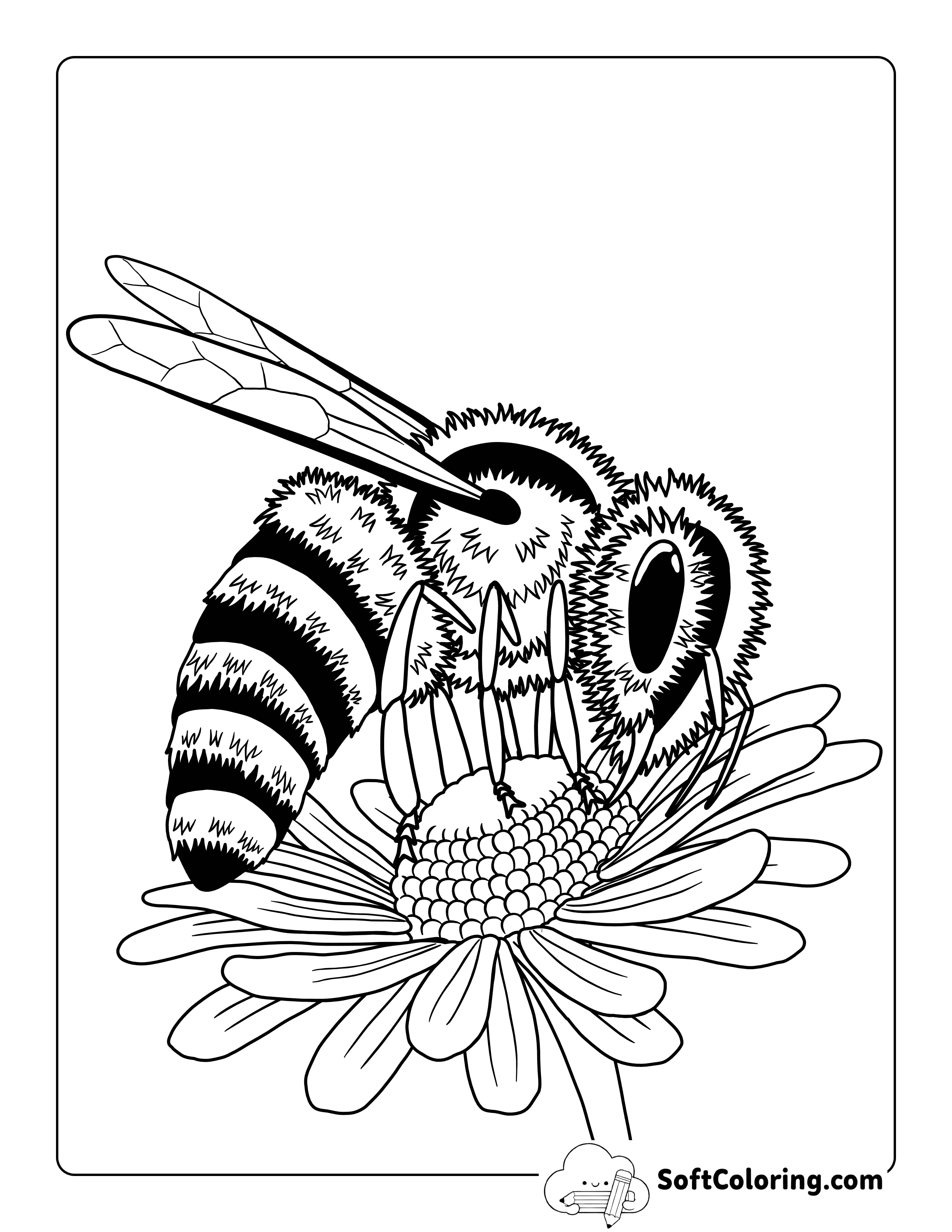 Realistic Bee and Daisy Coloring Sheet Printable
