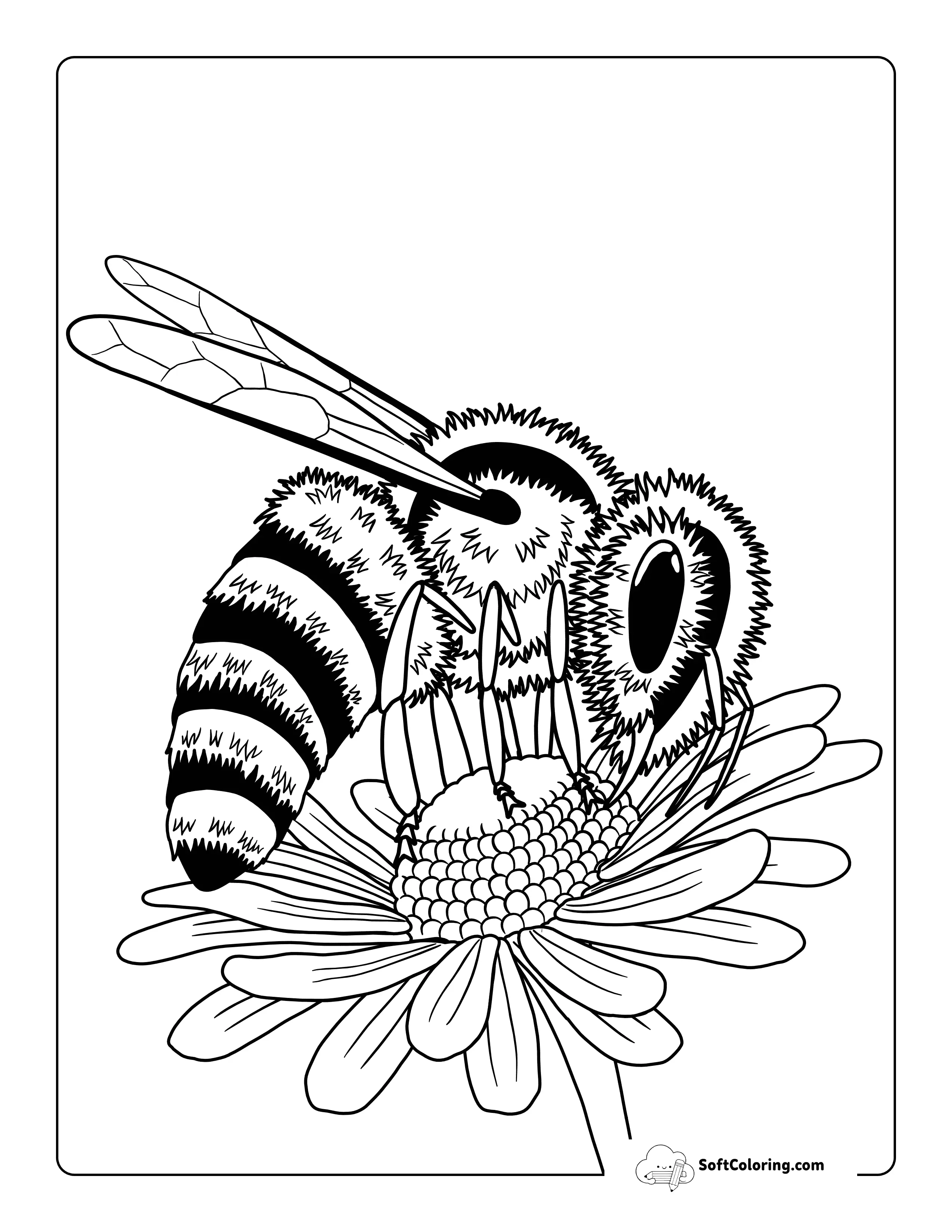 Realistic Bee Coloring Sheet Printable