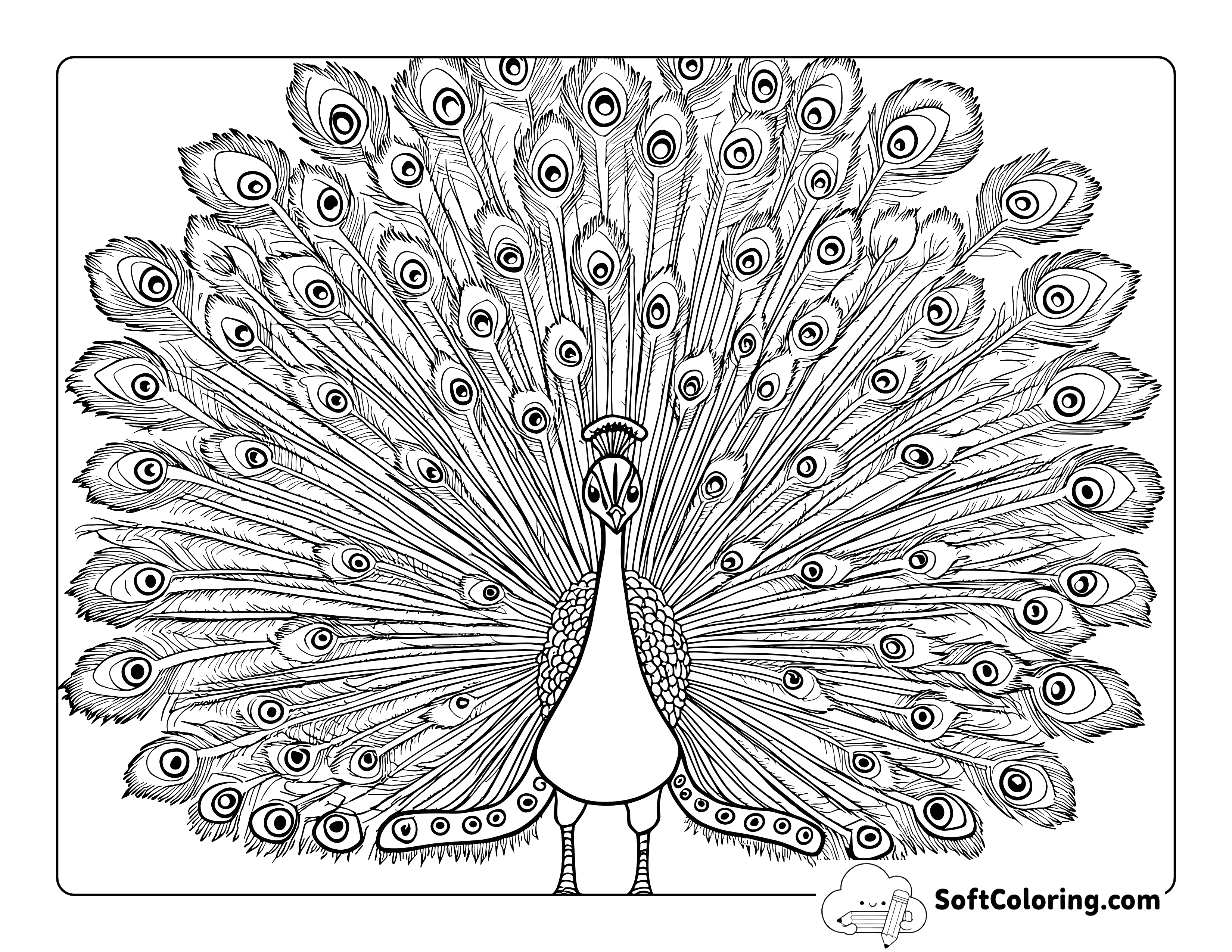 Realistic Peacock Bird Picture to Color