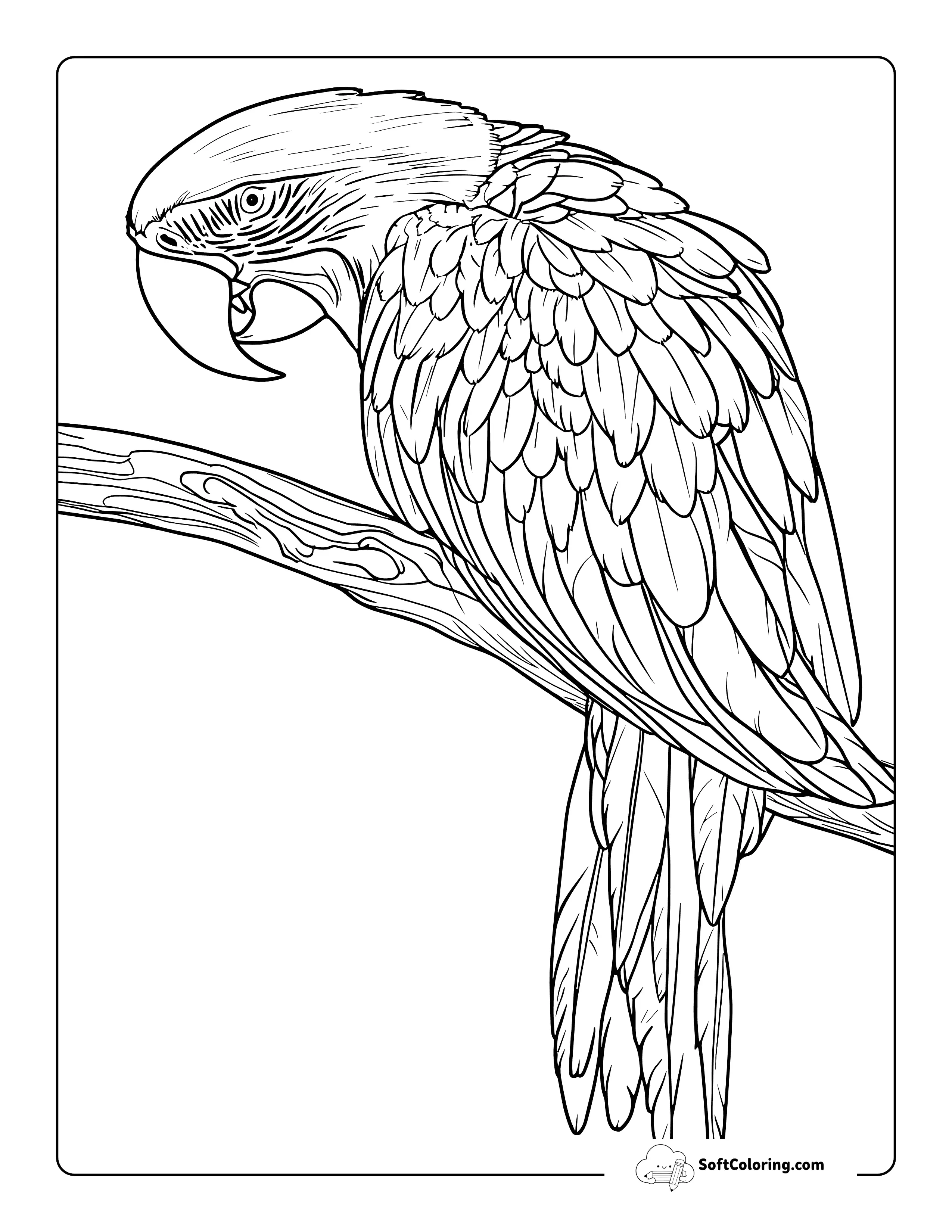 Realistic Parrot Bird Coloring Sheet Printable