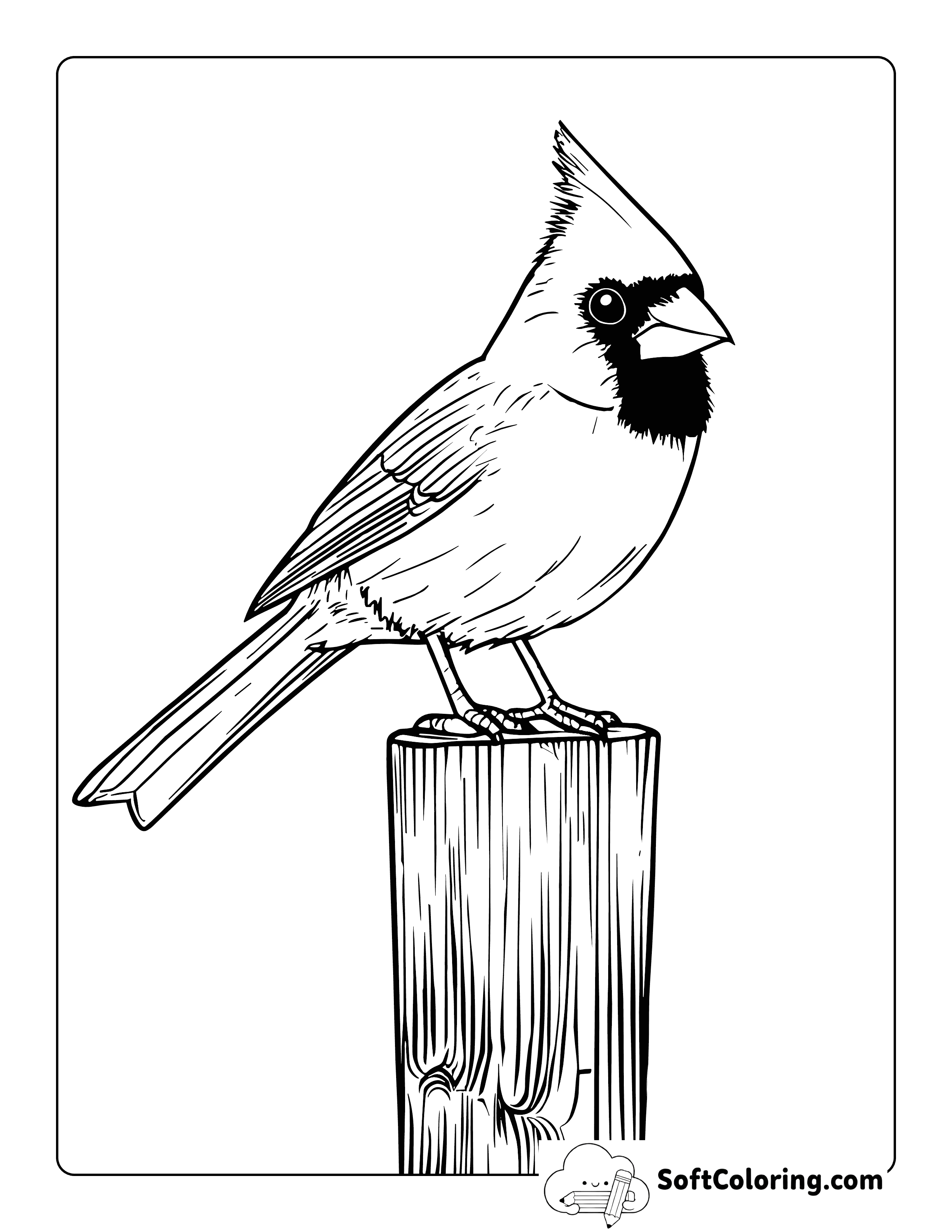 Realistic Cardinal Coloring Page for Adults