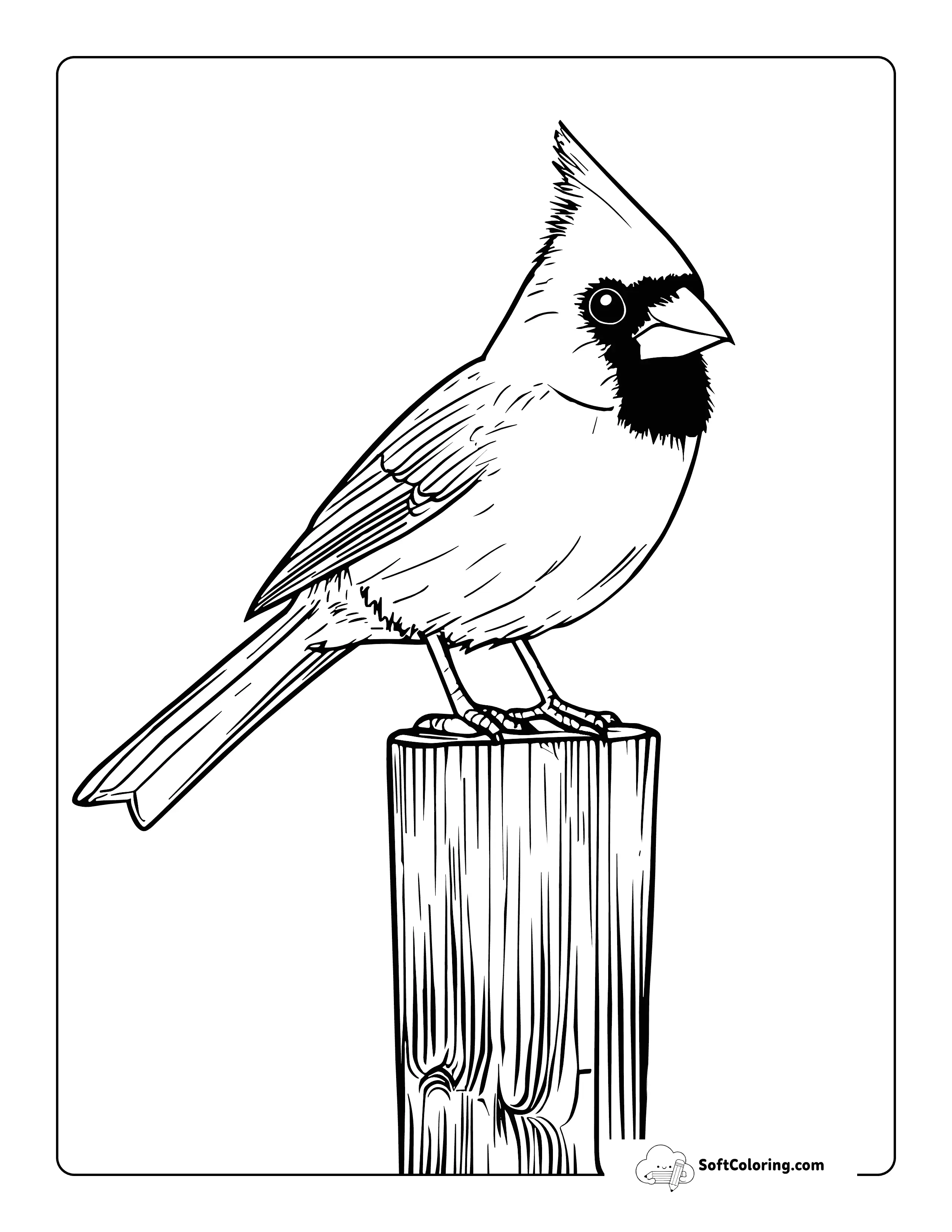 Realistic Cardinal Coloring Page For Adults