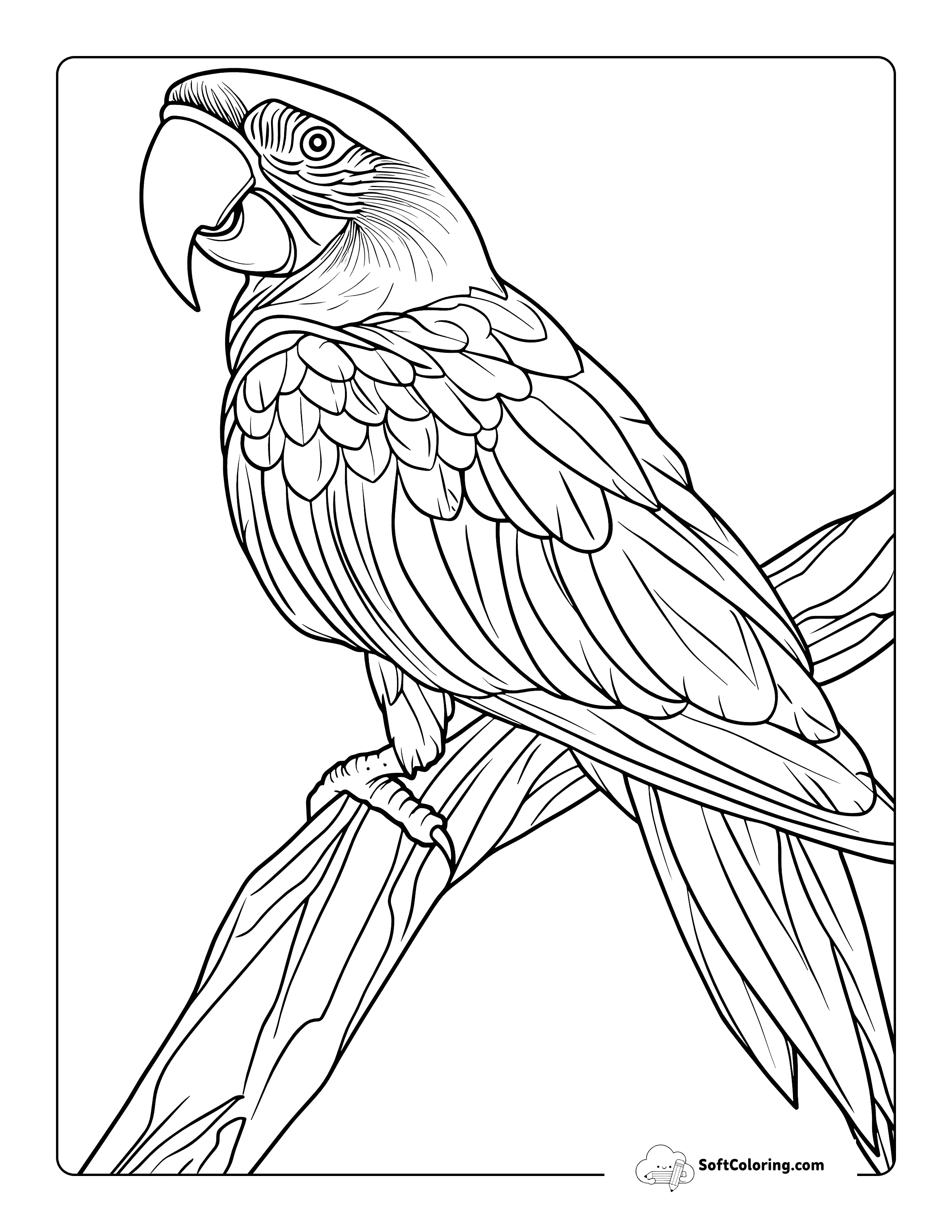 Realistic Parrot Coloring Sheet Printable For Adults