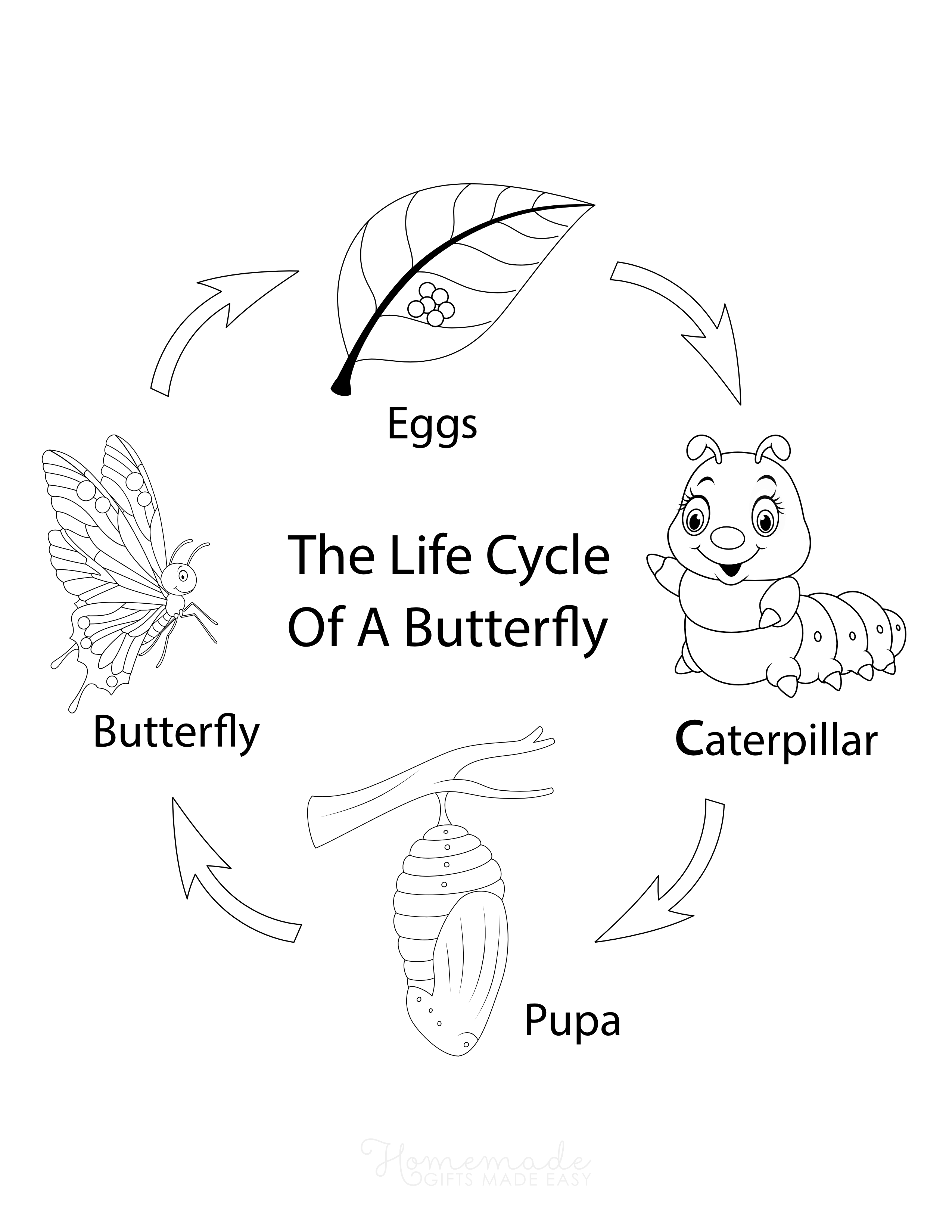Butterfly Life Cycle Coloring Sheet for Boys
