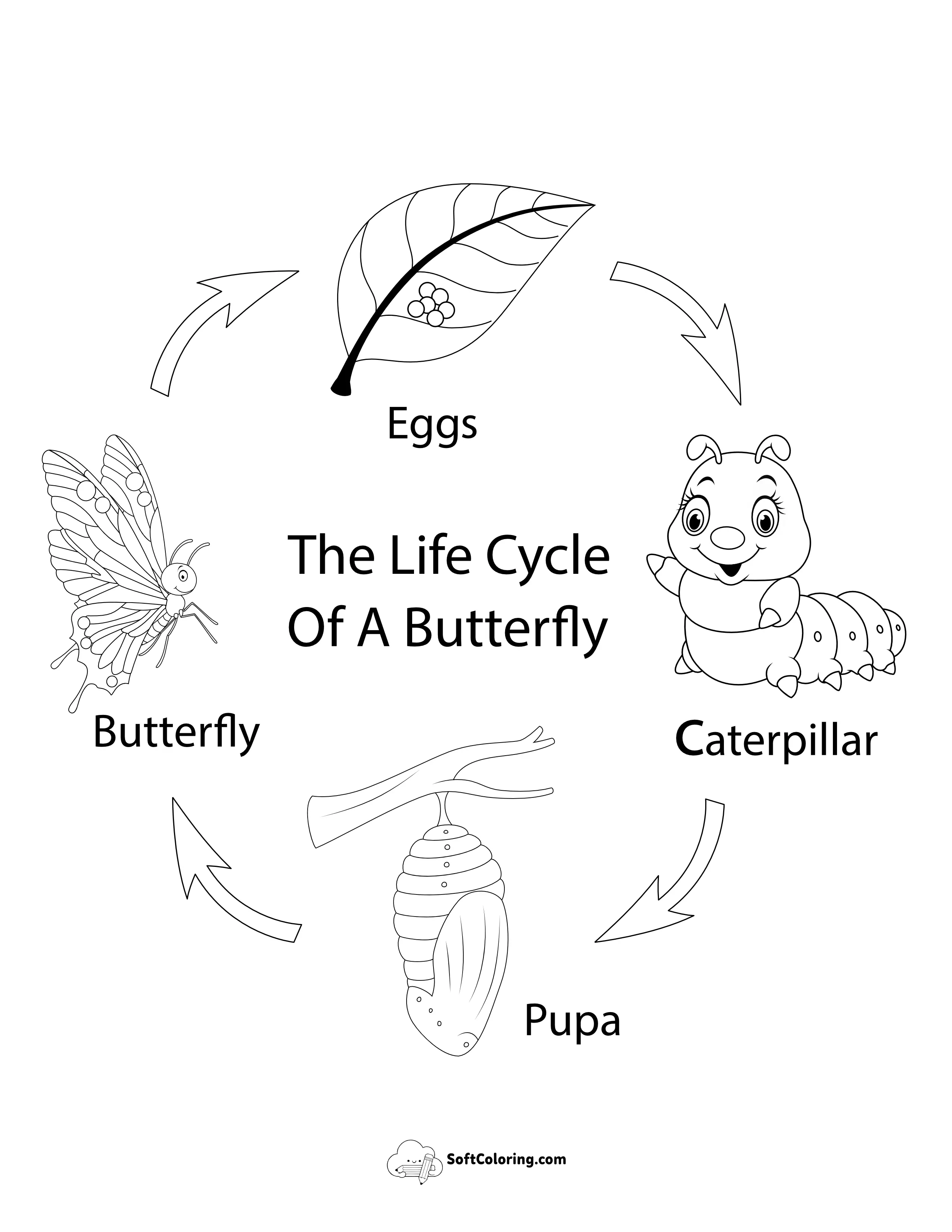 Egg To Caterpillar To Butterfly Life Cycle Diagram To Color