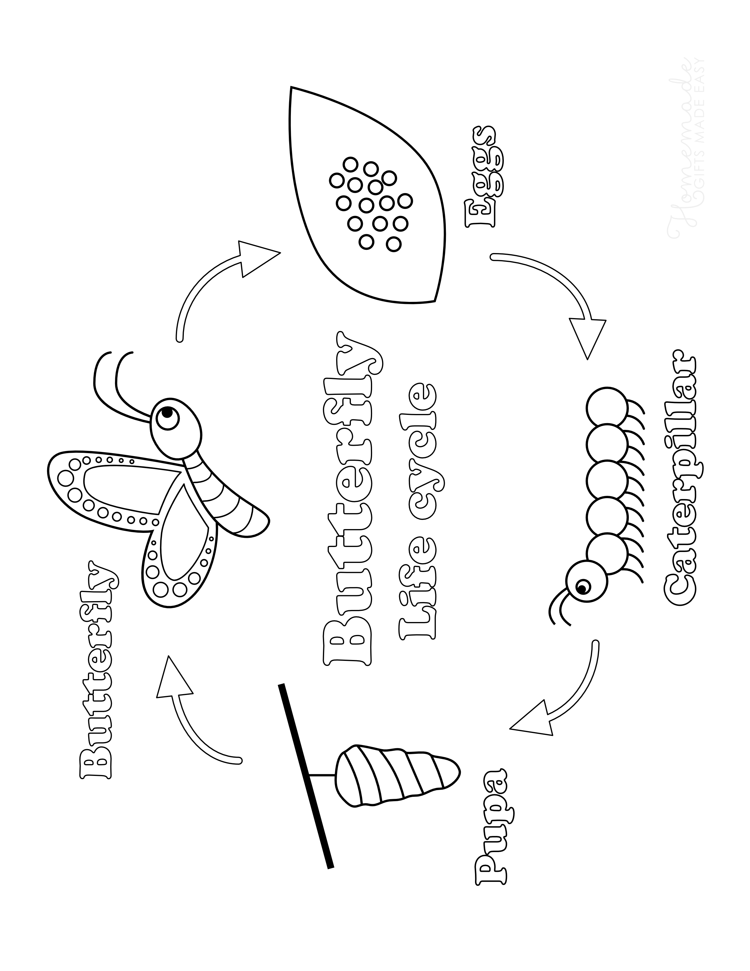 Printable Butterfly Life Cycle Diagram for Kids