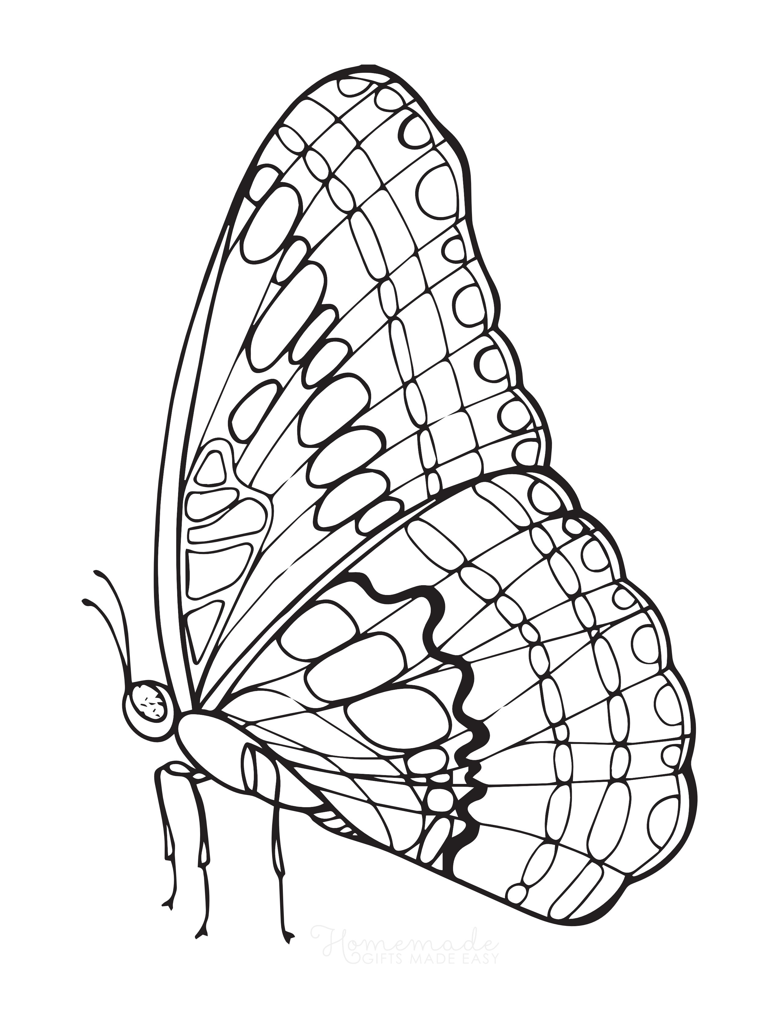 Realistic Butterfly Picture Coloring Page