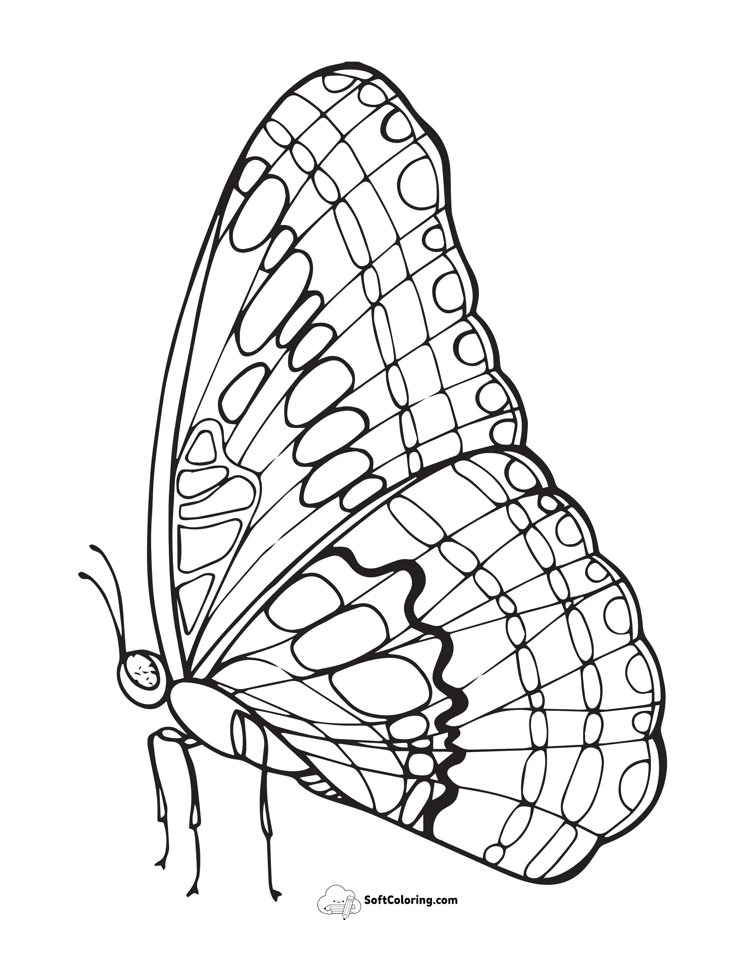 Realistic Butterfly Picture Coloring Page