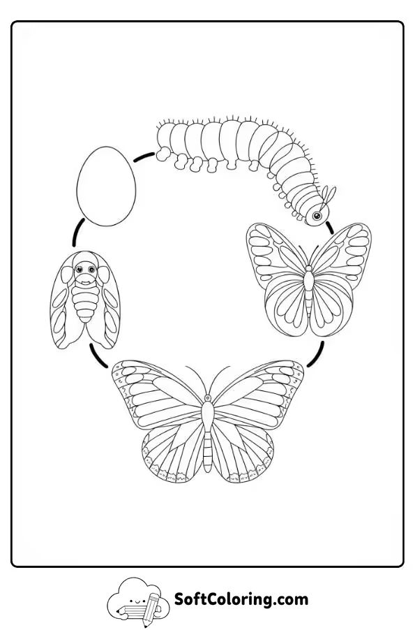Butterfly Life Cycle Color Page