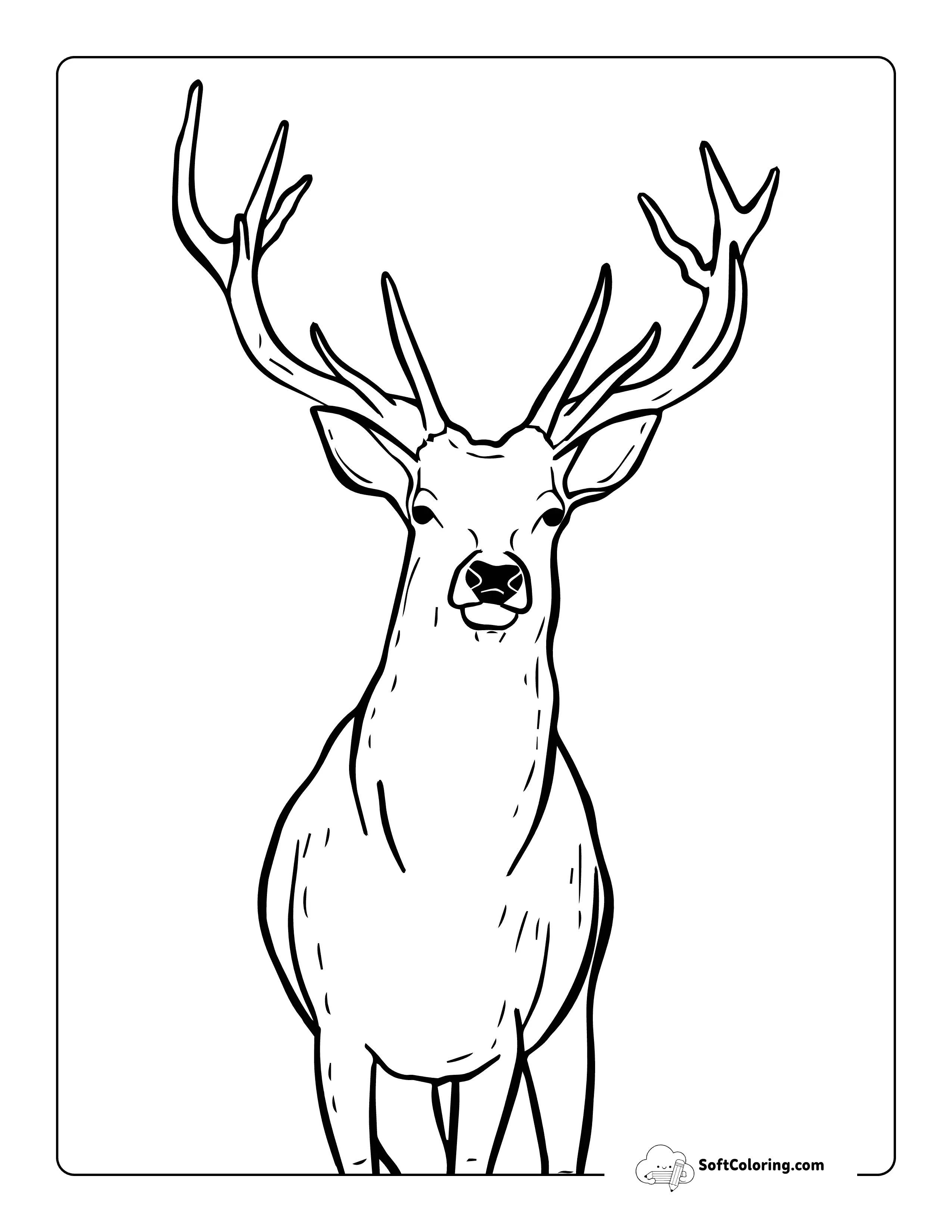 Simple Realistic White Tailed Deer Drawing