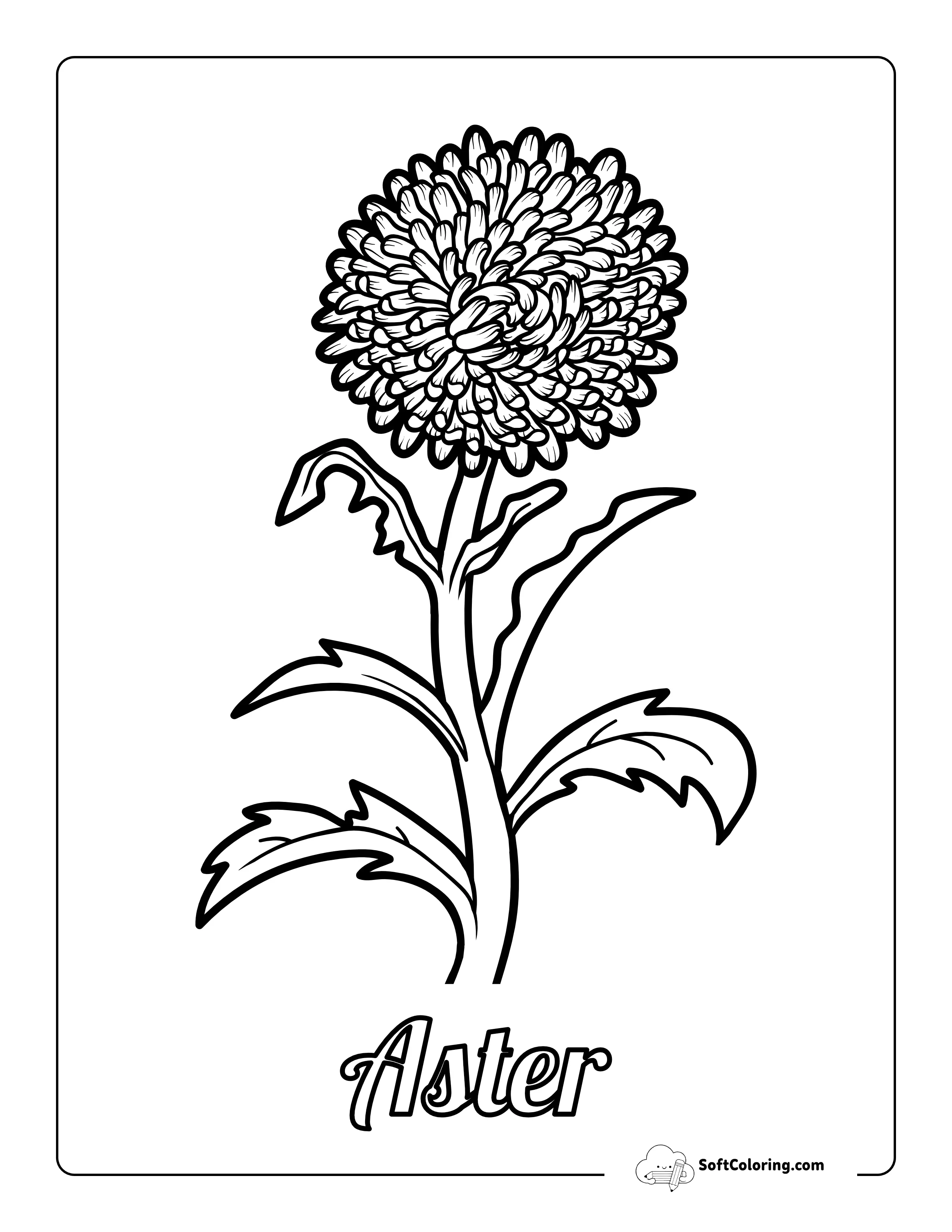 Aster Flower Outline