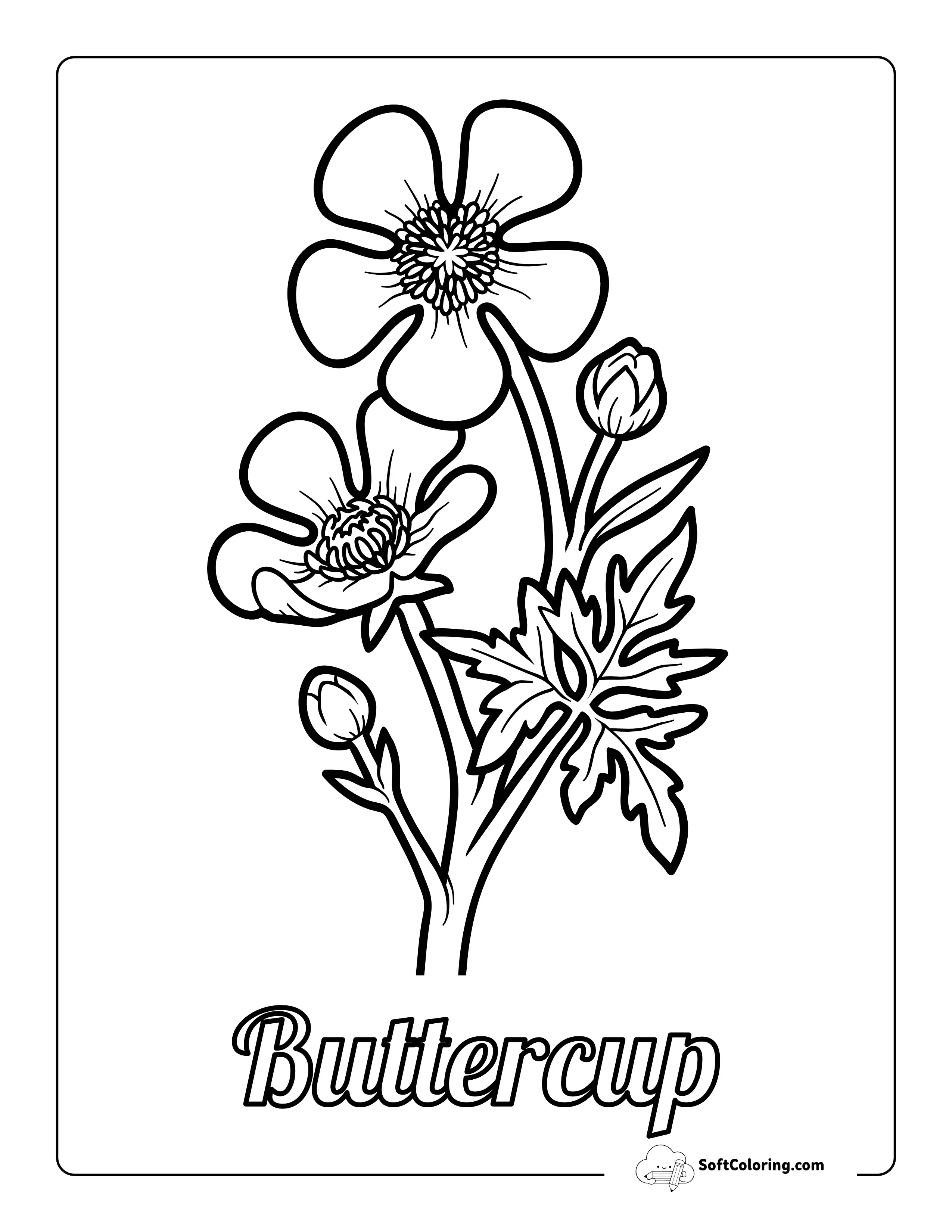 Buttercup Flowers Coloring Page