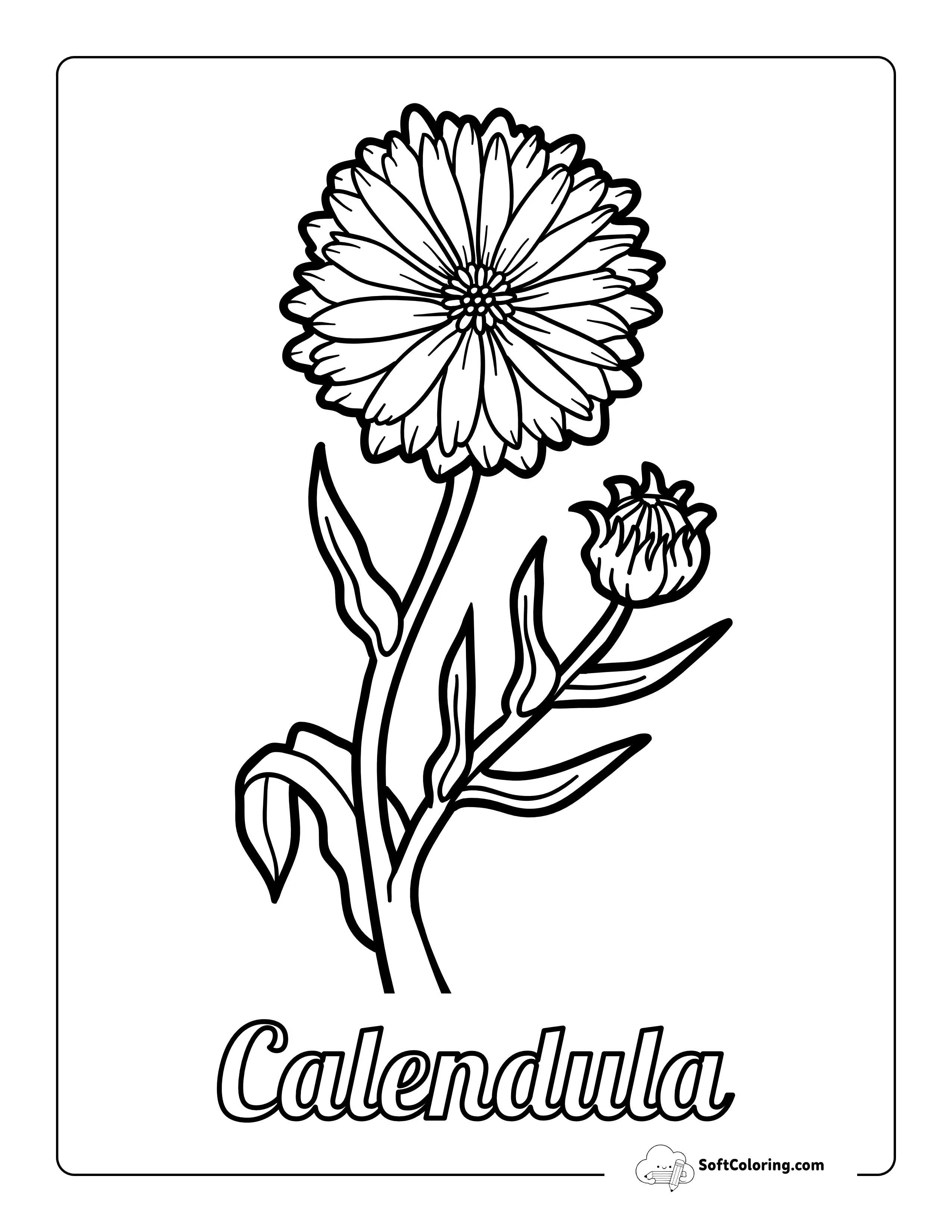 Printable Calendula Flower Outline