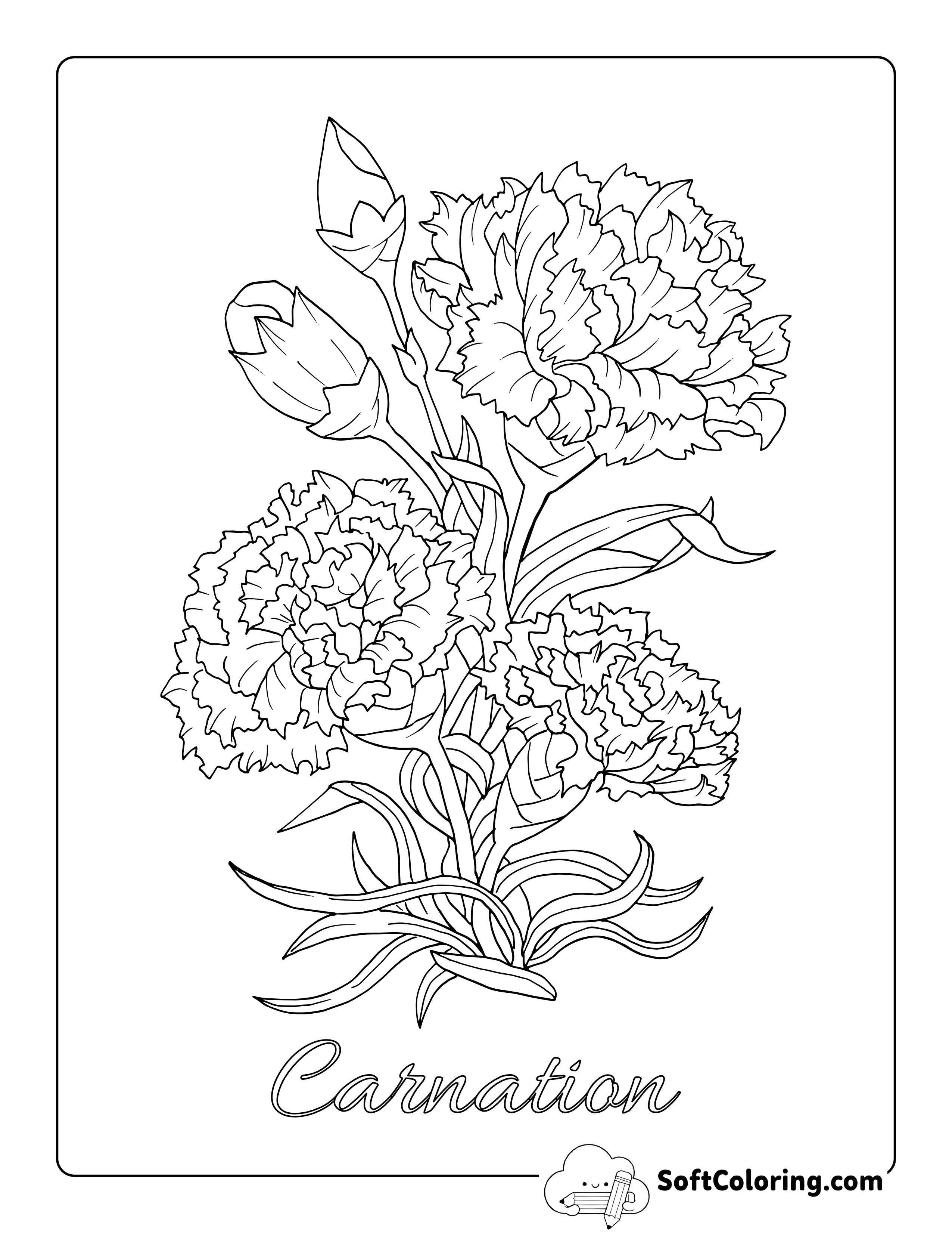 Realistic Carnations Flower Outline