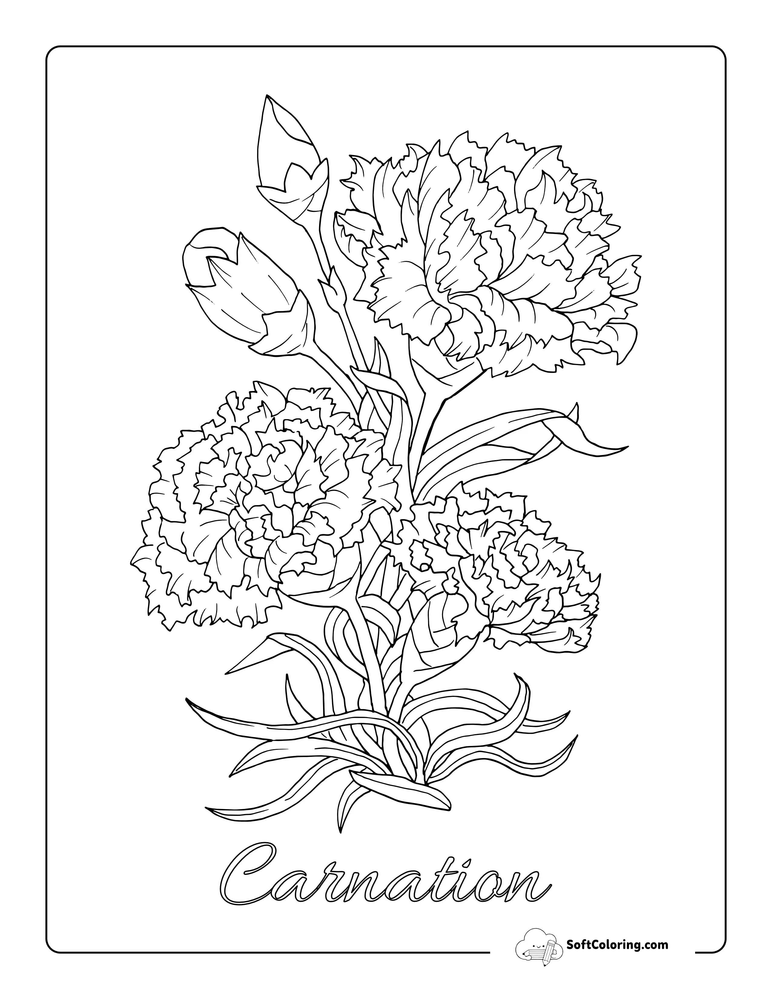 Realistic Carnations Flower Outline