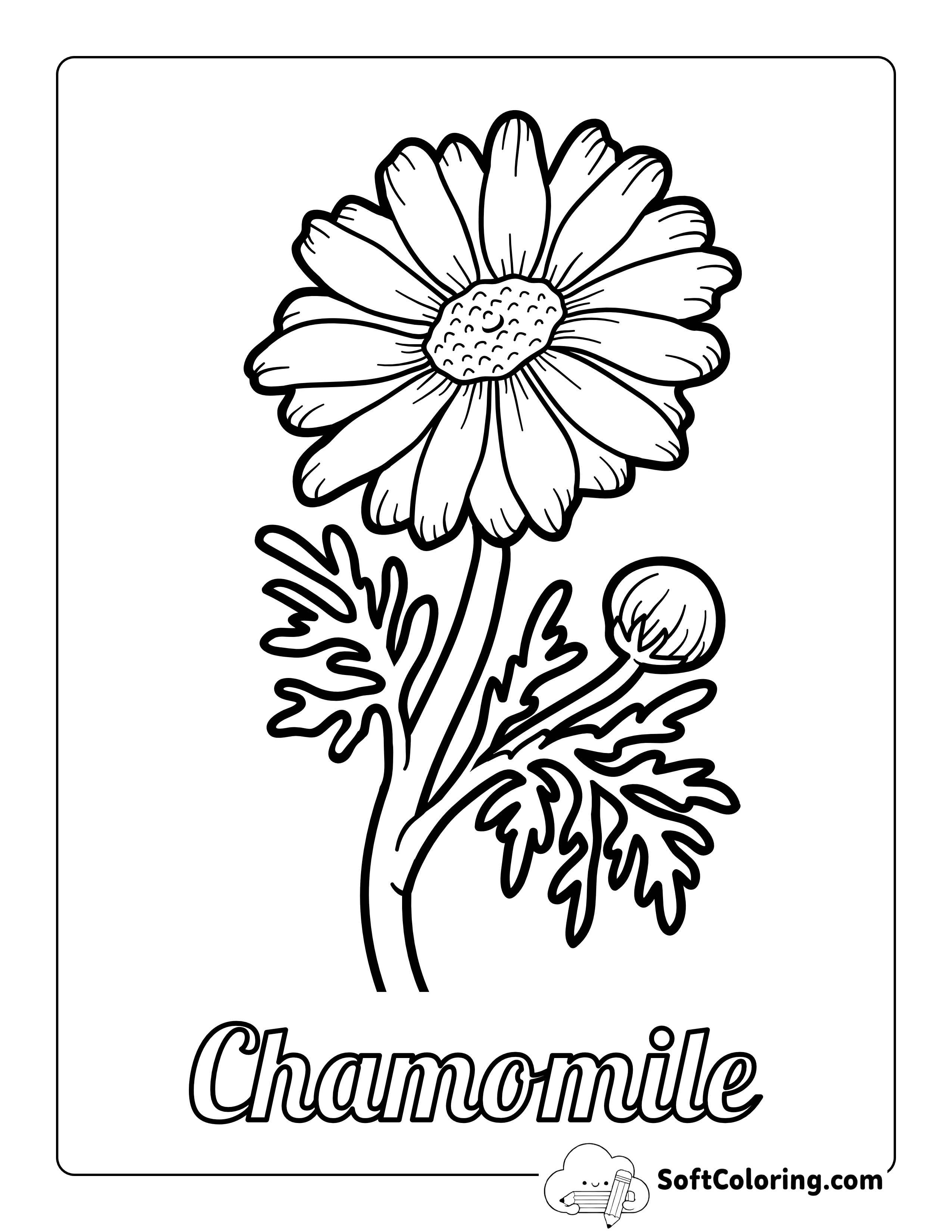 Chamomile Flower Outline