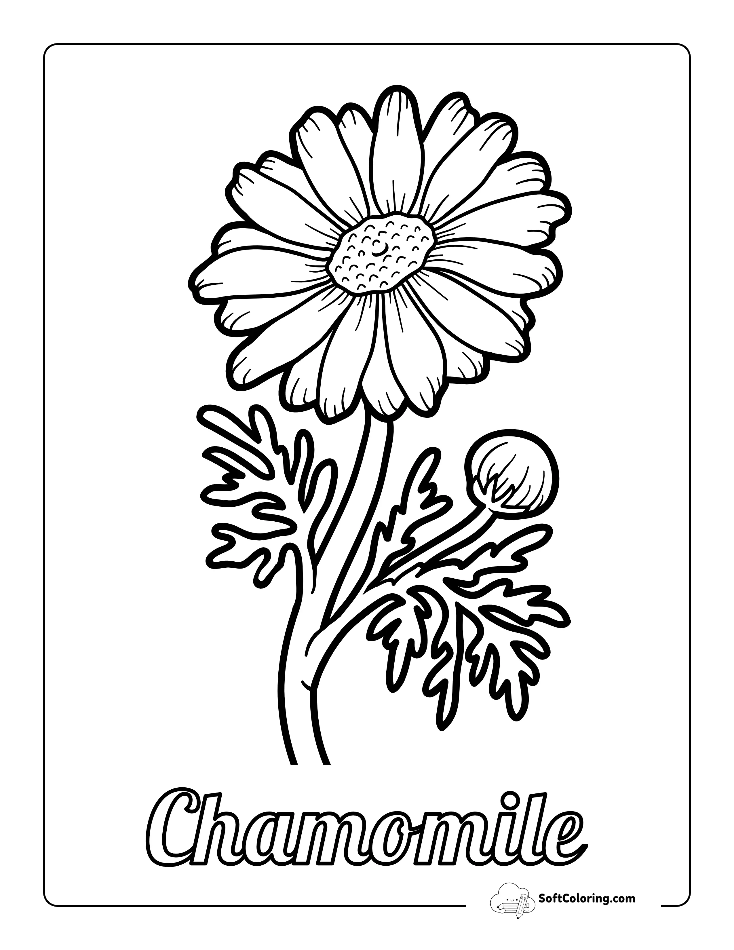 Chamomile Coloring Sheet
