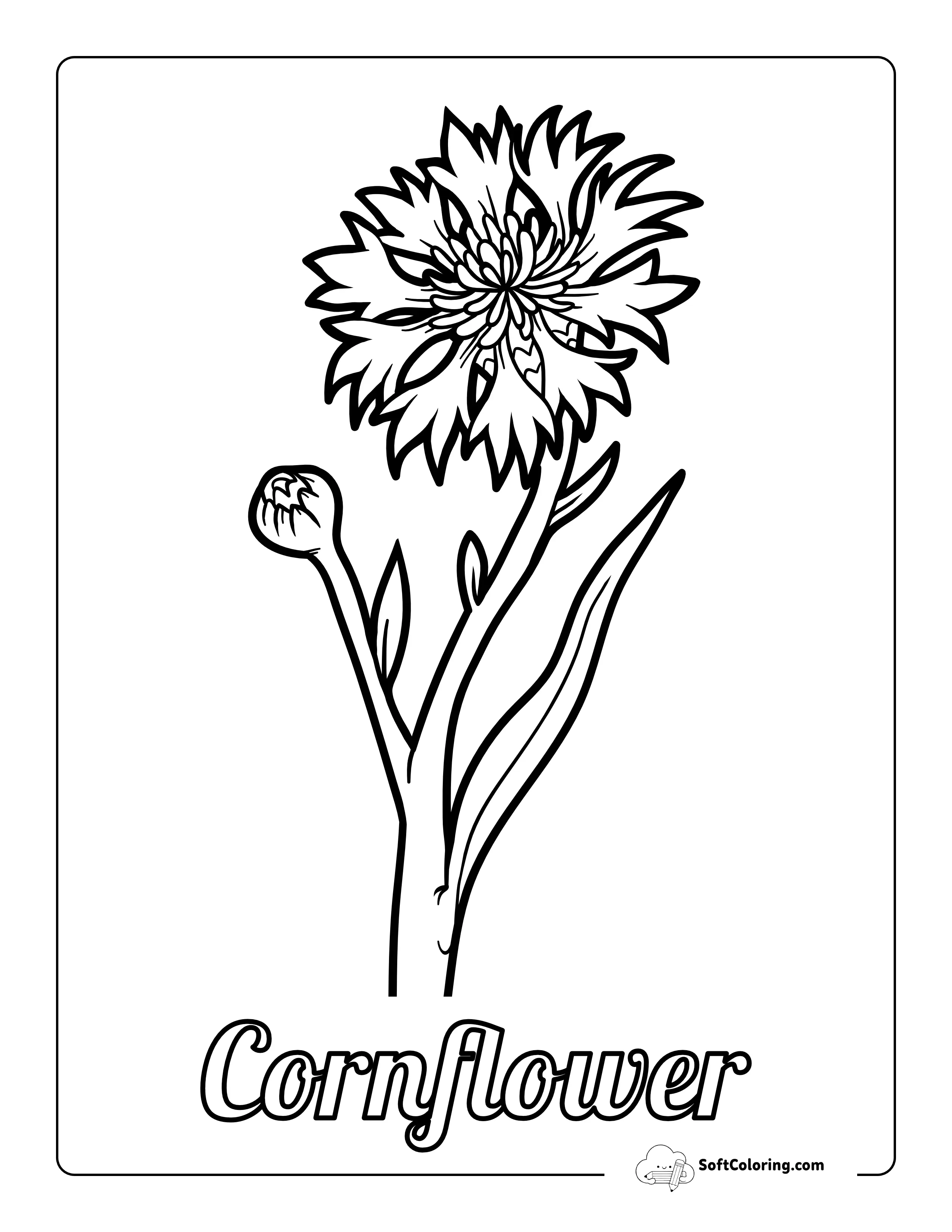 Cornflower Drawing To Color